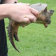 Image for article titled The Terrifying Sex Organs of Male Turtles
